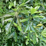 Melicope obtusifolia.gros patte poule.( jeune individu ) rutaceae. endémique Réunion Maurice..jpeg